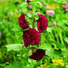 Topolovka růžová 'Chater's Red' - Alcea rosea plena 'Chater's Red'