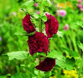 Topolovka růžová 'Chater's Red' - Alcea rosea plena 'Chater's Red'