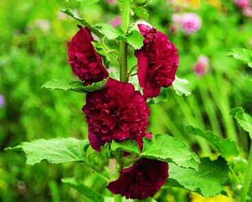 Topolovka růžová 'Chater's Red'