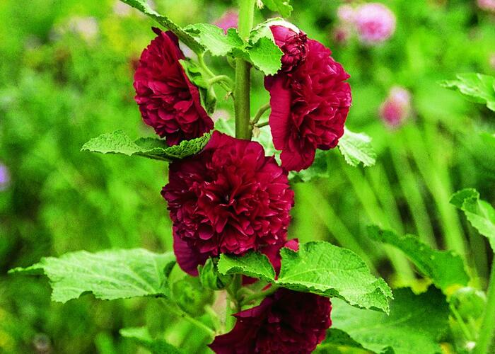 Topolovka růžová 'Chater's Red' - Alcea rosea plena 'Chater's Red'