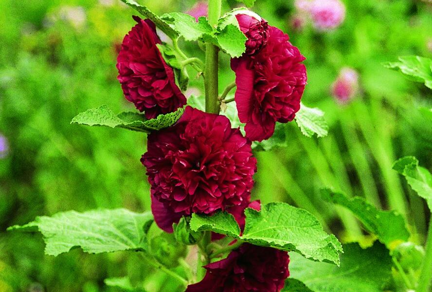 Topolovka růžová 'Chater's Red' - Alcea rosea plena 'Chater's Red'