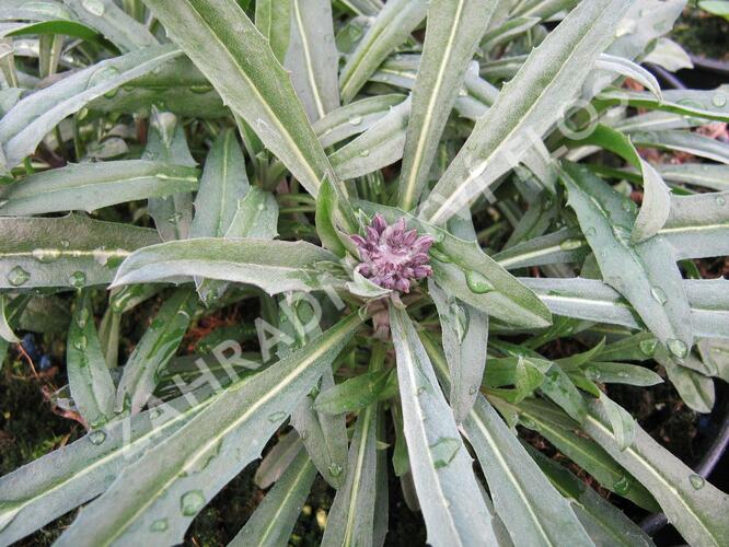 Trýzel 'Bowles Mauve' - Erysimum linifolium 'Bowles Mauve'