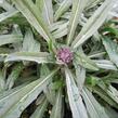 Trýzel 'Bowles Mauve' - Erysimum linifolium 'Bowles Mauve'