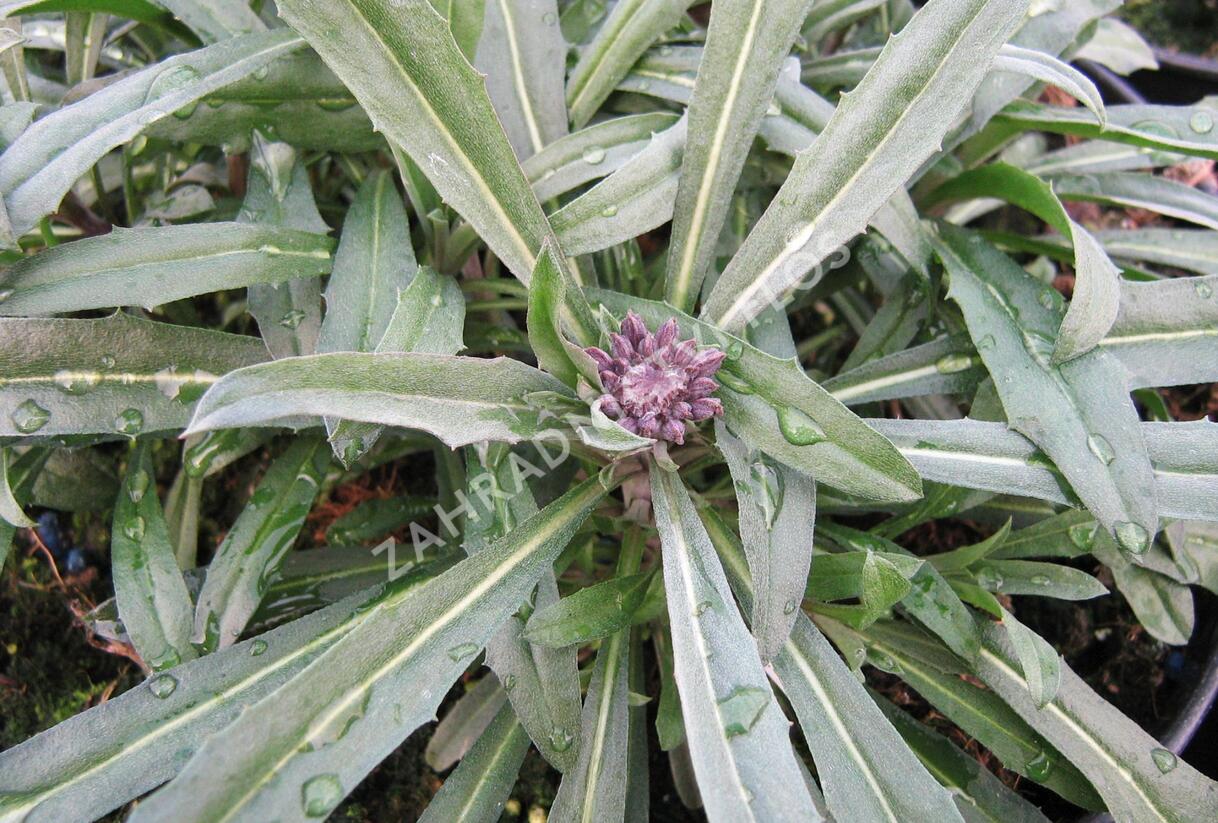 Trýzel lnolistý 'Bowles Mauve' - Erysimum linifolium 'Bowles Mauve'