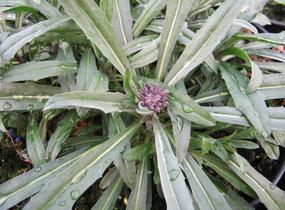Trýzel lnolistý 'Bowles Mauve' - Erysimum linifolium 'Bowles Mauve'