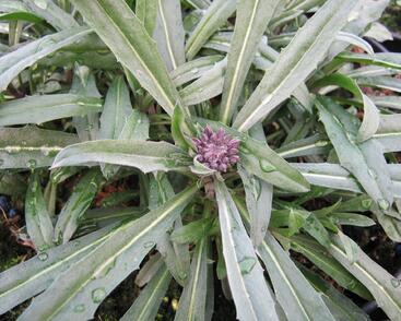 Trýzel lnolistý 'Bowles Mauve'