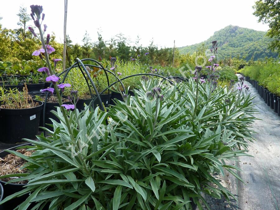 Trýzel 'Bowles Mauve' - Erysimum linifolium 'Bowles Mauve'