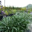 Trýzel 'Bowles Mauve' - Erysimum linifolium 'Bowles Mauve'
