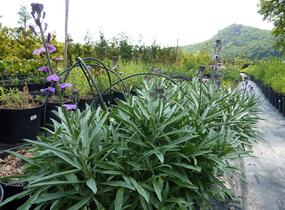 Trýzel lnolistý 'Bowles Mauve' - Erysimum linifolium 'Bowles Mauve'