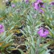 Trýzel 'Bowles Mauve' - Erysimum linifolium 'Bowles Mauve'