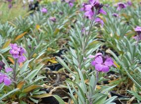 Trýzel lnolistý 'Bowles Mauve' - Erysimum linifolium 'Bowles Mauve'
