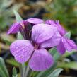 Trýzel 'Bowles Mauve' - Erysimum linifolium 'Bowles Mauve'