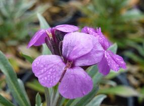 Trýzel lnolistý 'Bowles Mauve' - Erysimum linifolium 'Bowles Mauve'
