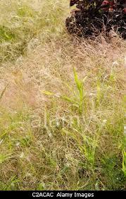 Proso prutnaté 'Gold Fountain' - Panicum virgatum 'Gold Fountain'