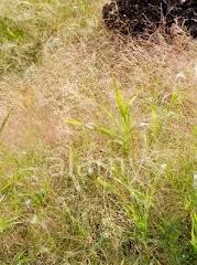 Proso prutnaté 'Gold Fountain' - Panicum virgatum 'Gold Fountain'