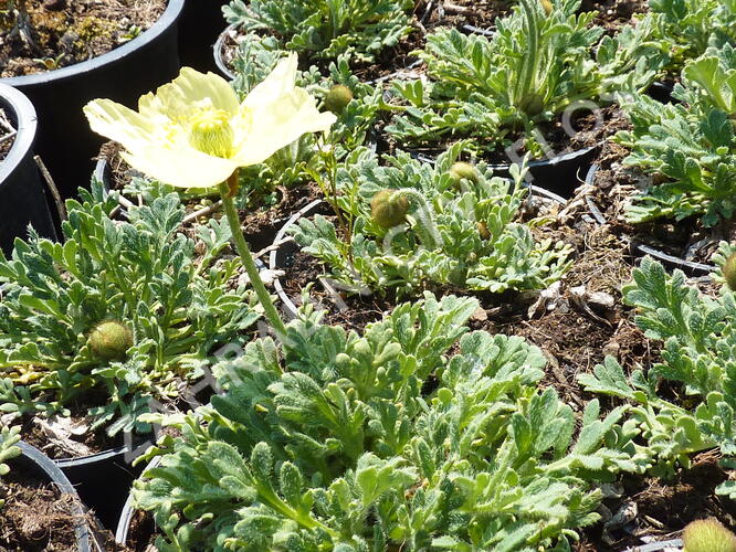 Mák japonský 'Pacino' - Papaver miyabeanum 'Pacino'