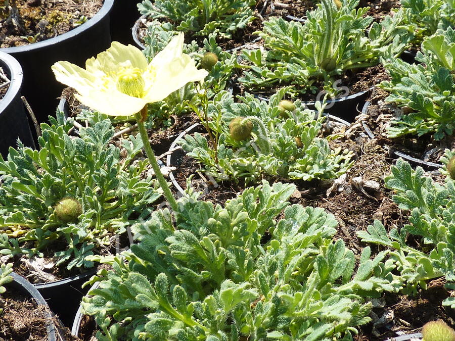 Mák japonský 'Pacino' - Papaver miyabeanum 'Pacino'