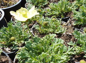 Mák japonský 'Pacino' - Papaver miyabeanum 'Pacino'