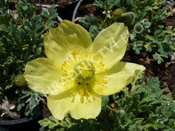 Mák japonský 'Pacino' - Papaver miyabeanum 'Pacino'