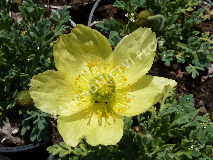 Mák japonský 'Pacino' - Papaver miyabeanum 'Pacino'