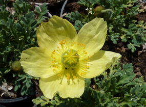 Mák japonský 'Pacino' - Papaver miyabeanum 'Pacino'