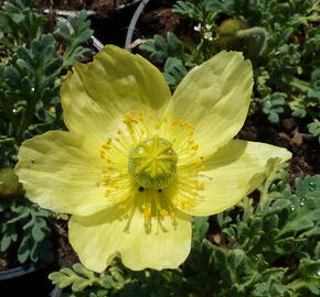 Mák japonský 'Pacino' - Papaver miyabeanum 'Pacino'