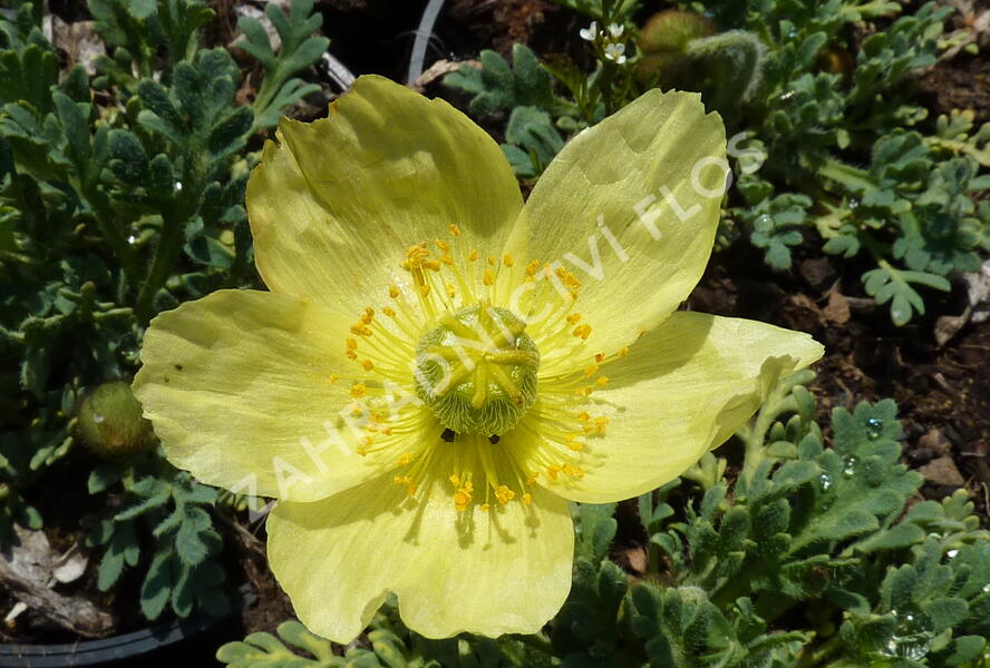 Mák japonský 'Pacino' - Papaver miyabeanum 'Pacino'