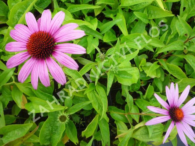 Třapatkovka nachová 'Prairie Splendor Deep Rose' - Echinacea purpurea 'Prairie Splendor Deep Rose'