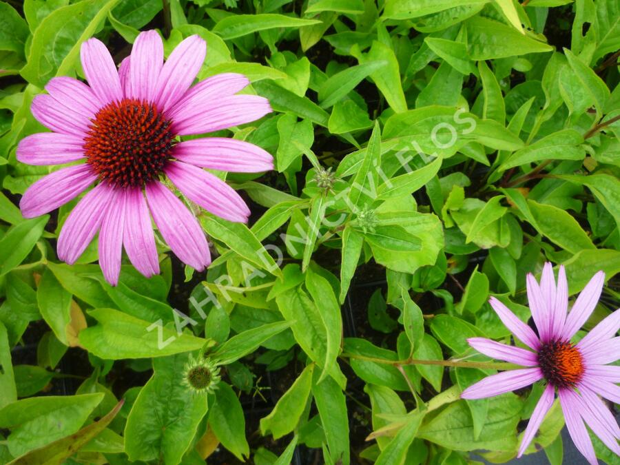 Třapatkovka nachová 'Prairie Splendor Deep Rose' - Echinacea purpurea 'Prairie Splendor Deep Rose'