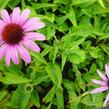 Třapatka nachová 'Prairie Splendor Deep Rose' - Echinacea purpurea 'Prairie Splendor Deep Rose'