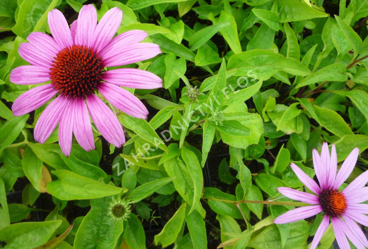 Třapatkovka nachová 'Prairie Splendor Deep Rose' - Echinacea purpurea 'Prairie Splendor Deep Rose'