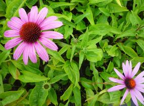 Třapatkovka nachová 'Prairie Splendor Deep Rose' - Echinacea purpurea 'Prairie Splendor Deep Rose'