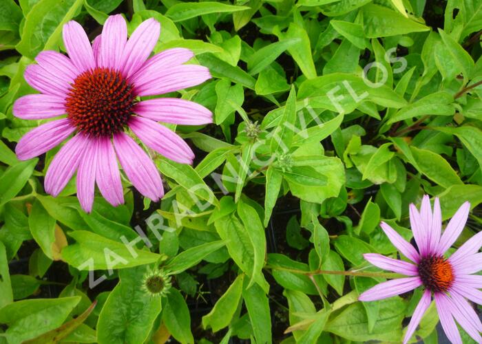 Třapatka nachová 'Prairie Splendor Deep Rose' - Echinacea purpurea 'Prairie Splendor Deep Rose'