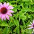 trapatka-nachova-prairie-splendor-deep-rose.jpg