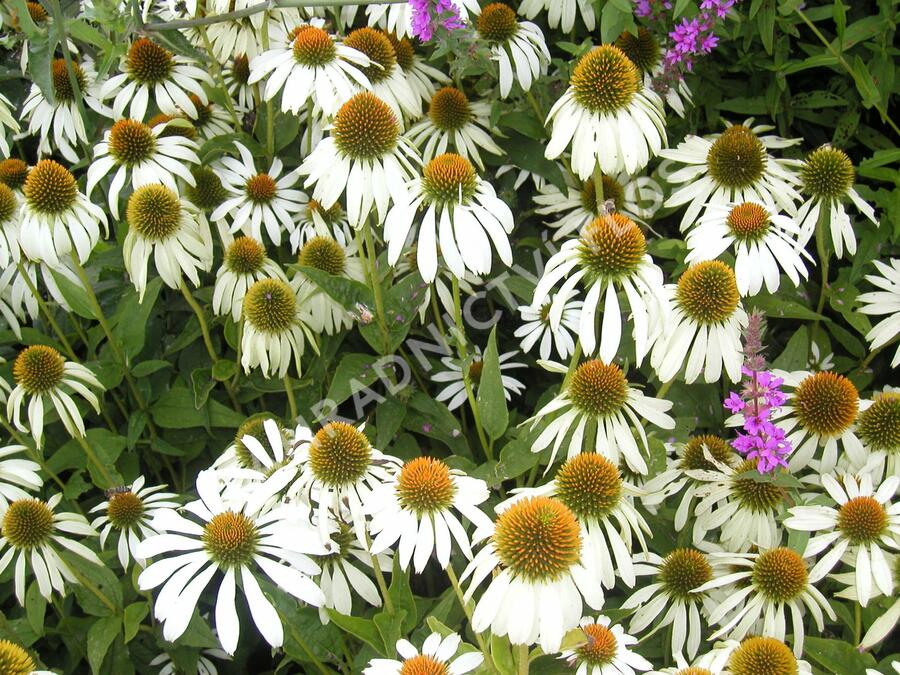 Třapatkovka nachová 'Alba' - Echinacea purpurea 'Alba'