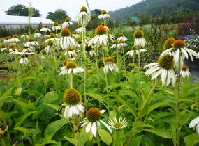 Třapatkovka nachová 'Alba' - Echinacea purpurea 'Alba'