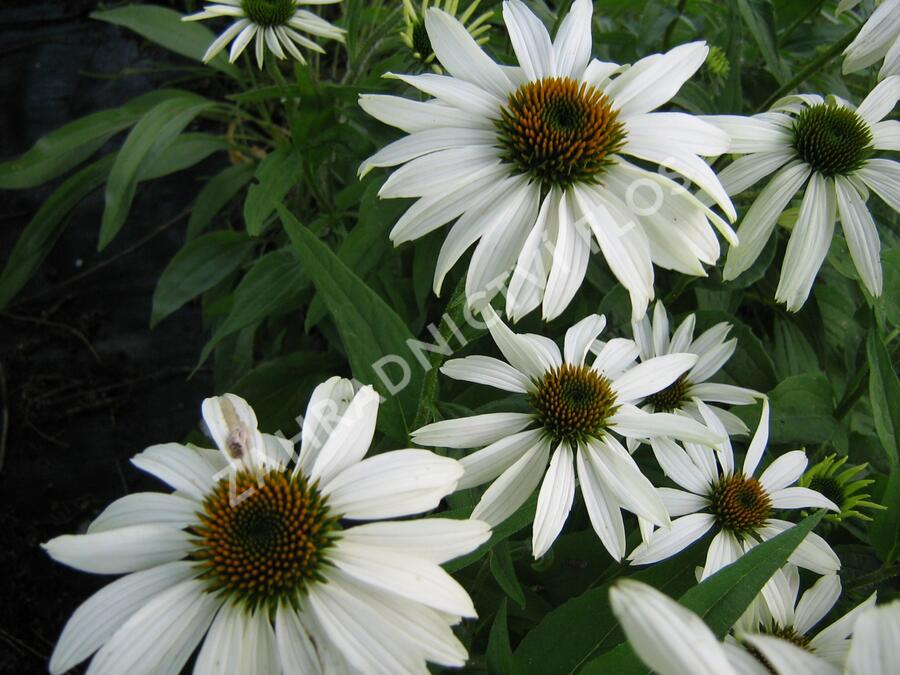 Třapatkovka nachová 'Alba' - Echinacea purpurea 'Alba'