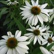 Třapatkovka nachová 'Alba' - Echinacea purpurea 'Alba'