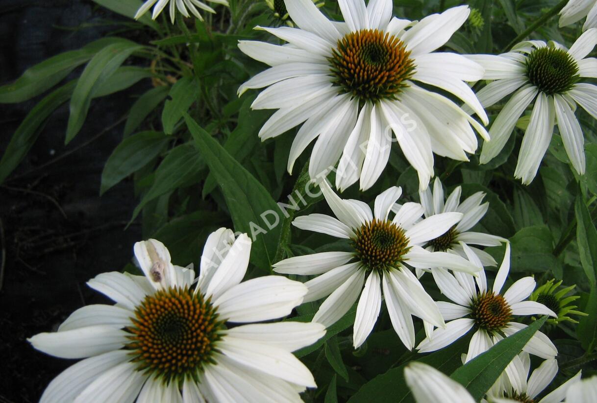 Třapatkovka nachová 'Alba' - Echinacea purpurea 'Alba'