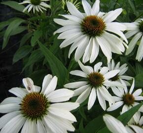 Třapatkovka nachová 'Alba' - Echinacea purpurea 'Alba'