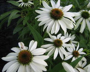 Třapatkovka nachová 'Alba'