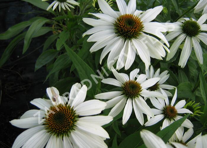 Třapatka nachová 'Alba' - Echinacea purpurea 'Alba'