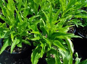Třapatkovka nachová 'Alba' - Echinacea purpurea 'Alba'