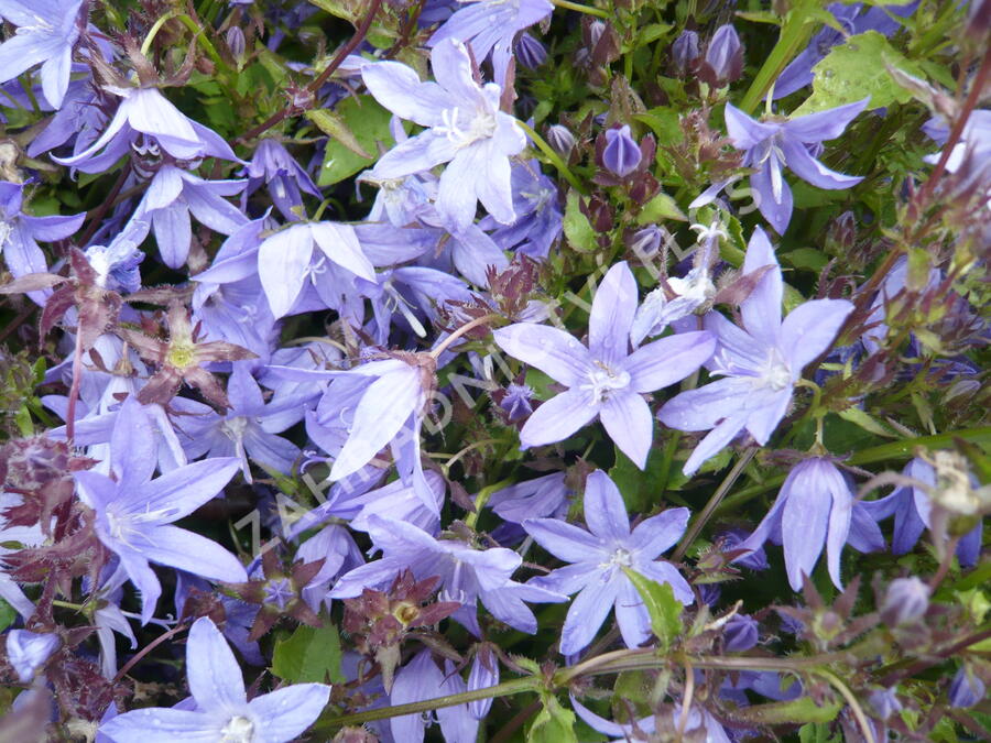 Zvonek Poscharkův - Campanula poscharskyana