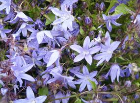 Zvonek Poscharkův - Campanula poscharskyana