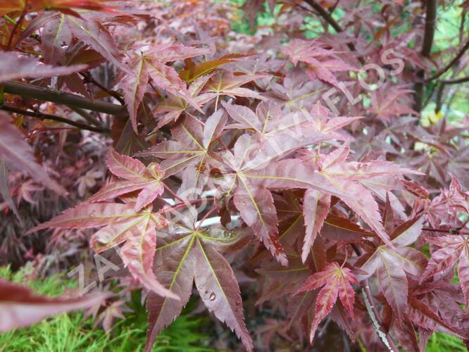 Javor dlanitolistý 'Deshojo' - Acer palmatum 'Deshojo'