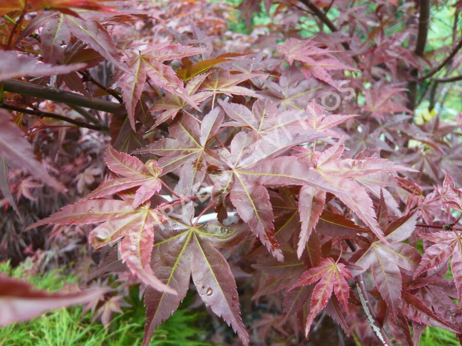 Javor dlanitolistý 'Deshojo' - Acer palmatum 'Deshojo'