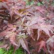 Javor dlanitolistý 'Deshojo' - Acer palmatum 'Deshojo'