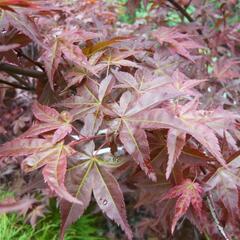 Javor dlanitolistý 'Deshojo' - Acer palmatum 'Deshojo'