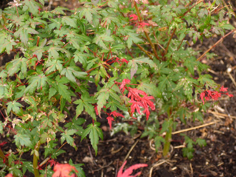 Javor dlanitolistý 'Deshojo' - Acer palmatum 'Deshojo'